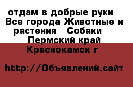 отдам в добрые руки - Все города Животные и растения » Собаки   . Пермский край,Краснокамск г.